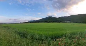 Ple Ordinari del dimecres dia 3 d’abril de 2024